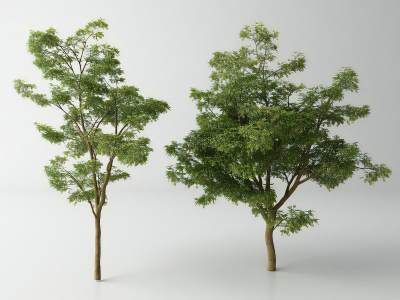 现代景观树